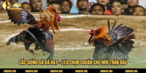 Các Giống Gà Đá Hay - Lựa Chọn Chuẩn Cho Mỗi Trận Đấu