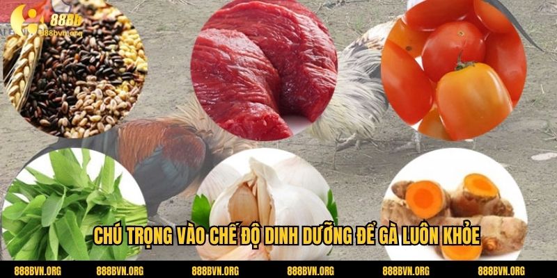 Chú trọng vào chế độ dinh dưỡng để gà luôn khỏe