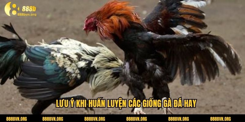 Lưu ý khi huấn luyện các giống gà đá hay