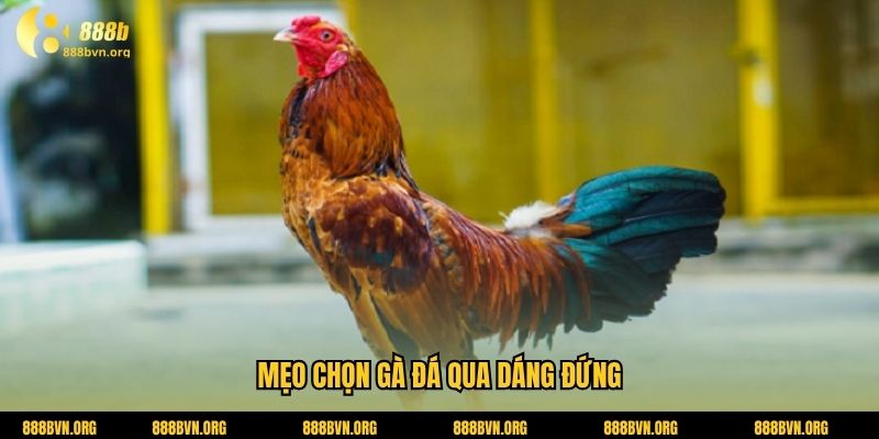 Mẹo chọn gà đá qua dáng đứng